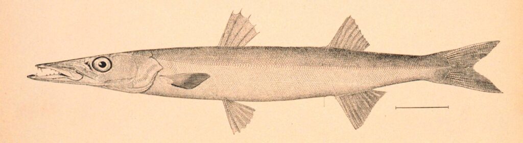 Illustration of a barracuda fish on a sepia tone background.
