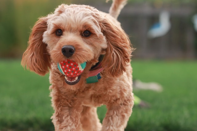 Miniature golden doodle puppy with a tennis ball